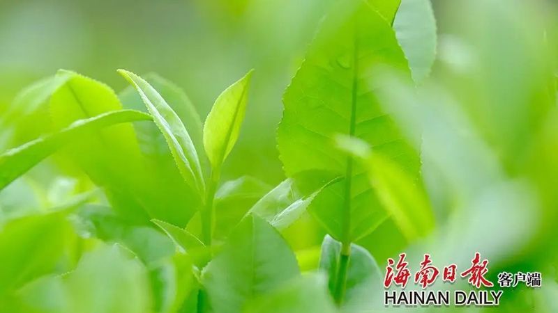 有关于白沙:茶园采茶忙的信息(5)