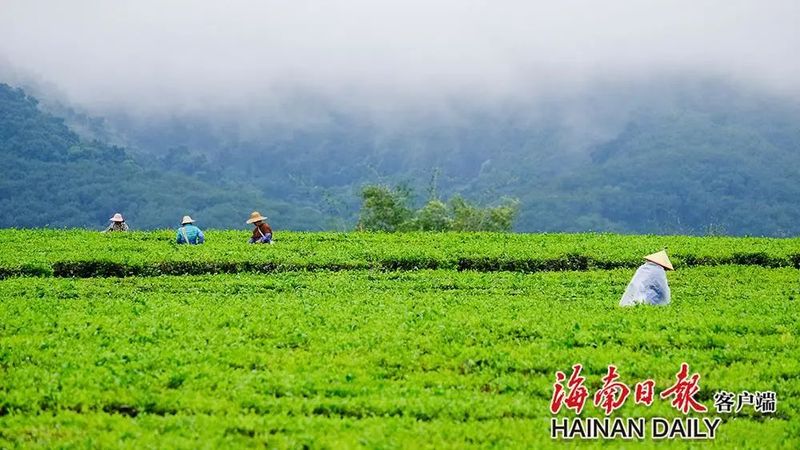 有关于白沙:茶园采茶忙的信息