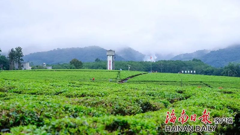 有关于白沙:茶园采茶忙的信息(2)