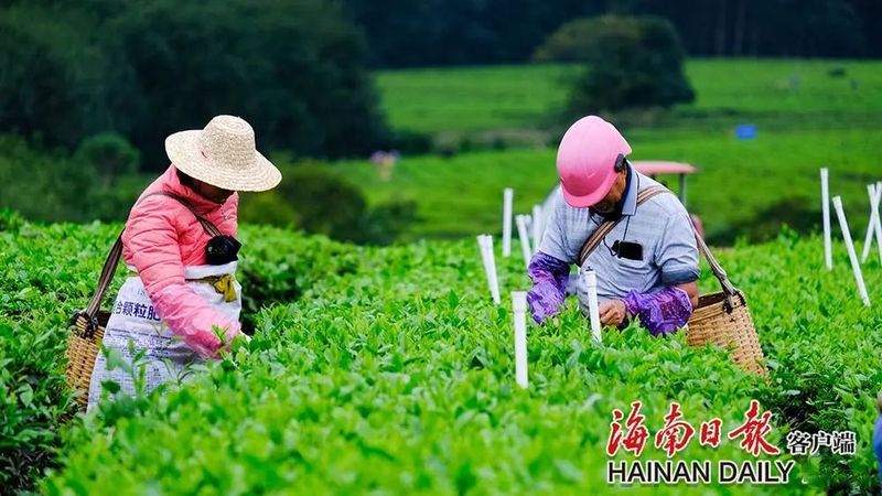 有关于白沙:茶园采茶忙的信息(3)