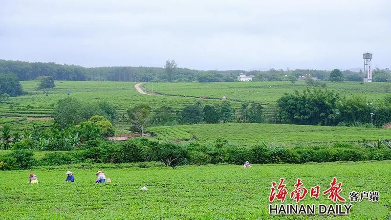 有关于白沙:茶园采茶忙的信息(4)