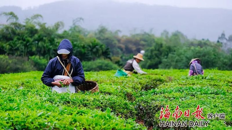 有关于白沙:茶园采茶忙的信息(1)