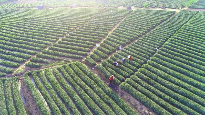 关于莒南县茶产业融合发展服务中心的相关信息(3)