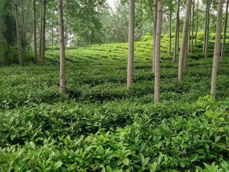 关于汉中第二批生态茶园风采——城固篇的内容(4)