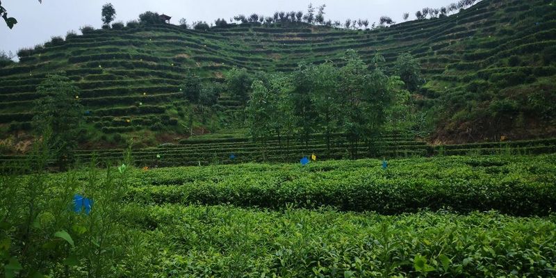 关于汉中第二批生态茶园风采——城固篇的内容(2)