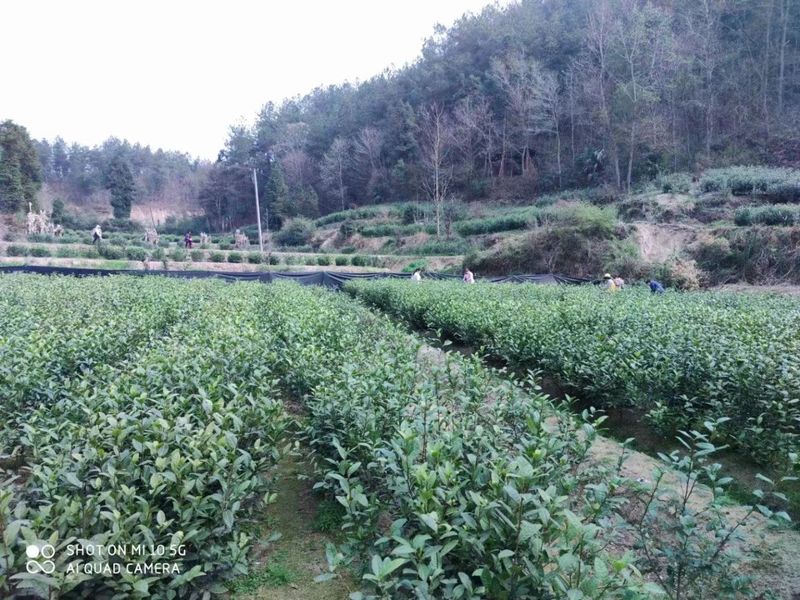关于汉中第二批生态茶园风采——城固篇的内容(7)