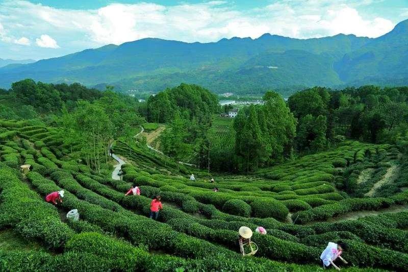 关于汉中第二批生态茶园风采——城固篇的内容(6)