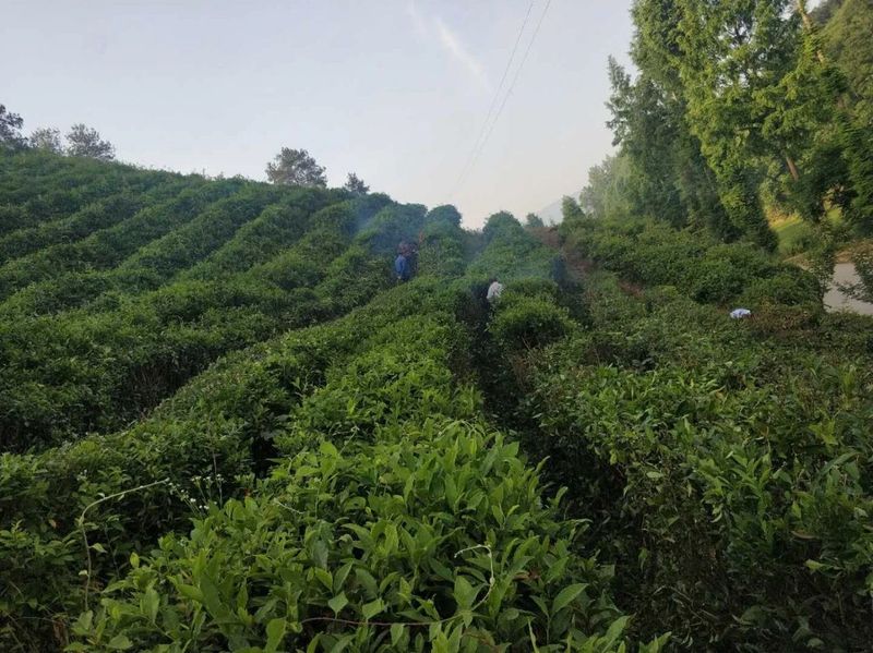 关于汉中第二批生态茶园风采——城固篇的内容(8)