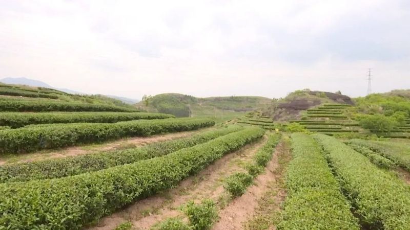 关于惠州市岩茶协会成立 百亿级“茶产业”赋能乡村振兴的资讯(7)