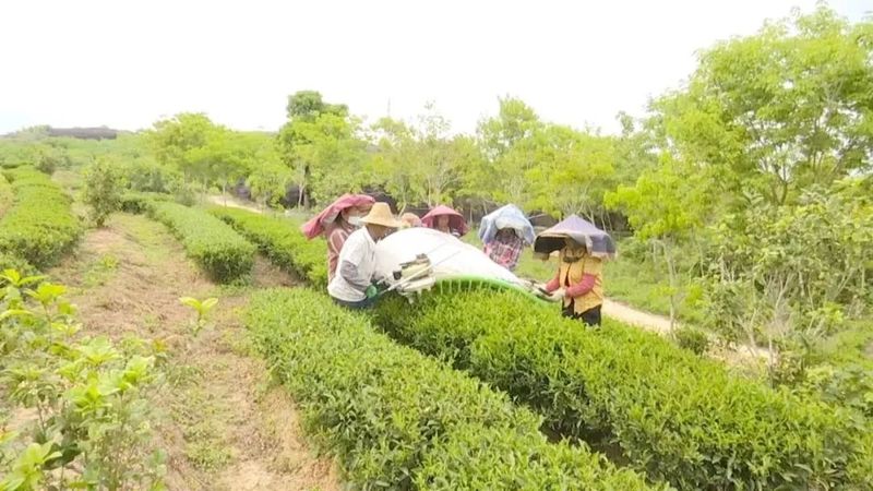 关于惠州市岩茶协会成立 百亿级“茶产业”赋能乡村振兴的资讯(9)