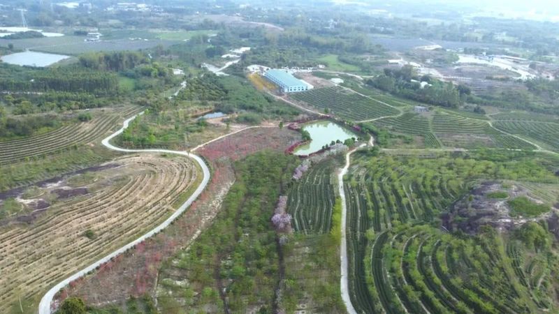关于惠州市岩茶协会成立 百亿级“茶产业”赋能乡村振兴的资讯(5)