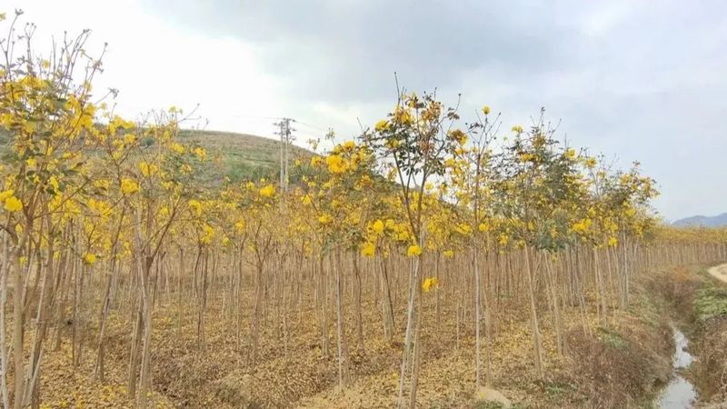关于惠州市岩茶协会成立 百亿级“茶产业”赋能乡村振兴的资讯(6)