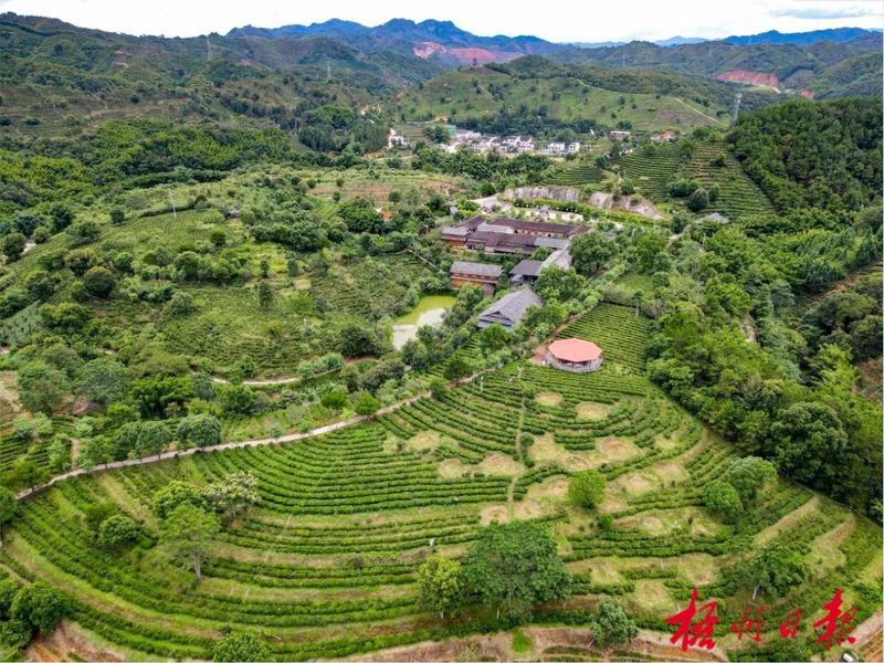 关于茶文化保护传承走向新的发展阶段,六堡茶制作技艺成为梧州市首个人类非物质文化遗产代表作名录项目的资讯(1)
