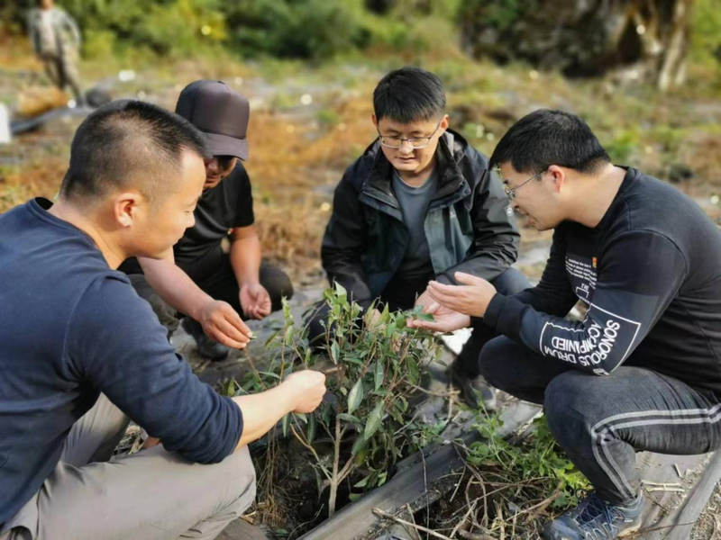 有关于刘红卫、周军一行指导茶苗补种工作的内容
