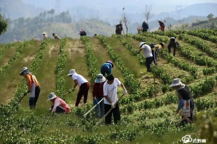 有关于长顺县:茶产业带动干劲足 乡村振兴实力强的信息(1)