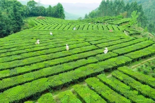 有关于梧州发挥“三原”优势推进标准化建设 推动六堡茶产业做大做强的内容(6)