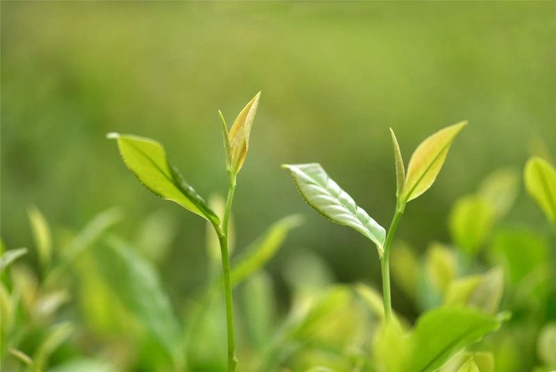 有关于贵州凤冈:茶园赠予村民 发展一举多赢的消息(1)