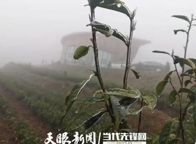 关于普安:寒潮来袭 技术人员茶园“支招”助农防寒的信息(1)