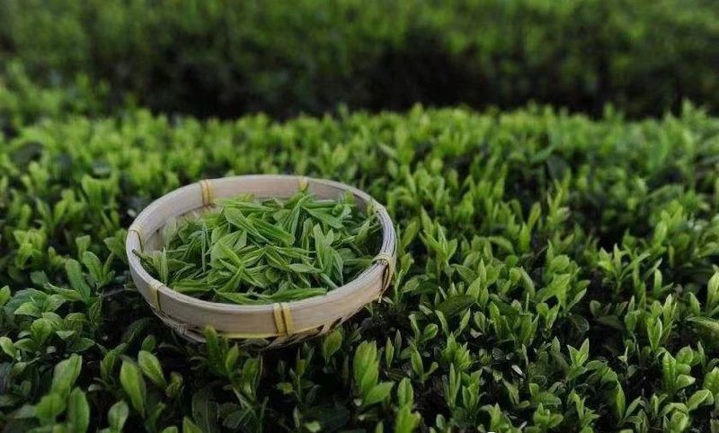 关于到湄潭吃茶去的相关信息(6)