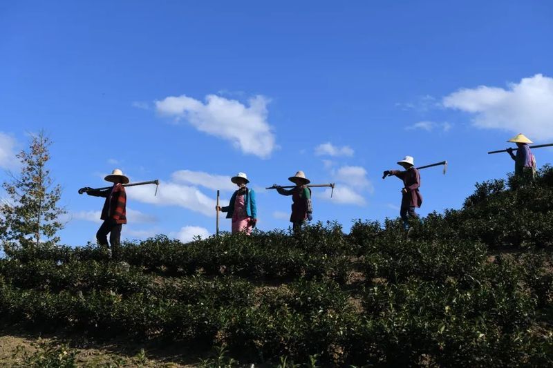 关于“44项中国茶文化”“思茅区五张牌推动茶产业”“第十二届中茶杯茶王诞生”的最新消息(5)