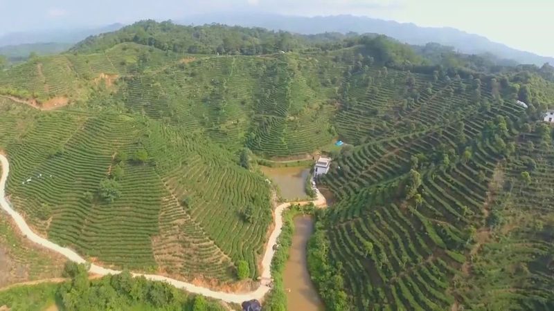 关于“44项中国茶文化”“思茅区五张牌推动茶产业”“第十二届中茶杯茶王诞生”的最新消息(2)