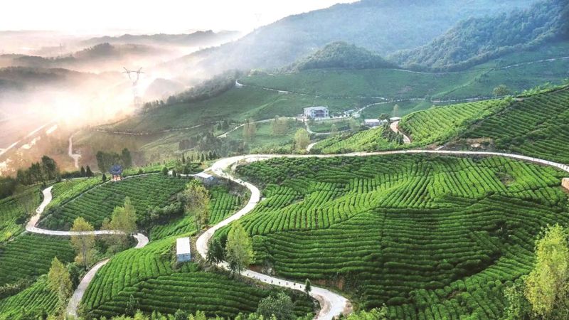 关于湖北霸榜!2022年度茶业百强县域、百强企业名单公布的新闻(8)