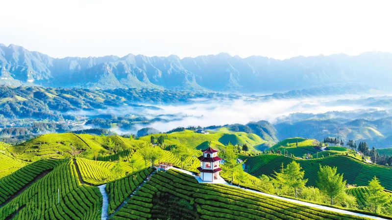 关于湖北霸榜!2022年度茶业百强县域、百强企业名单公布的新闻(9)