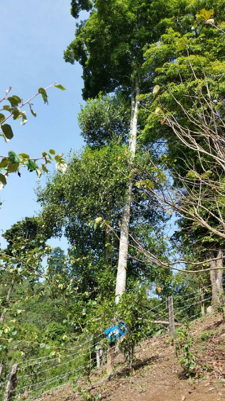 关于地标馆：七彩云南 多彩贵州 云贵CP好茶多多的信息(9)