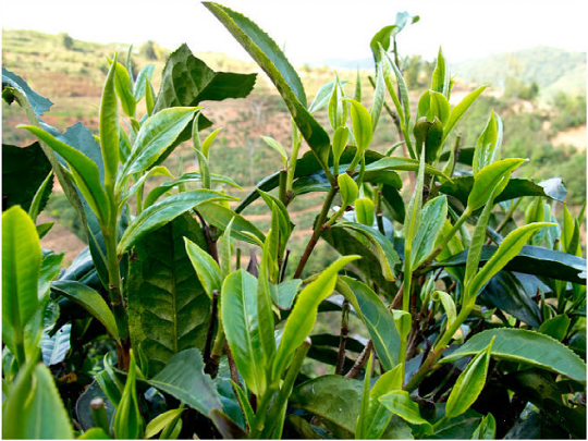 关于地标馆：七彩云南 多彩贵州 云贵CP好茶多多的信息(8)