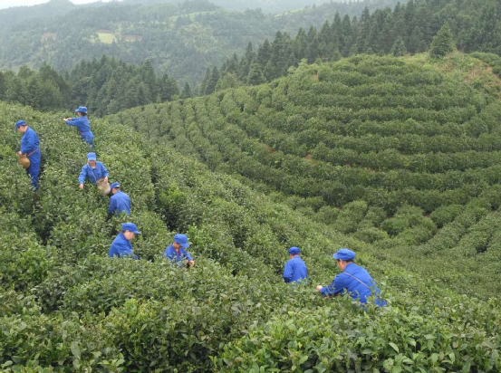 关于地标馆：七彩云南 多彩贵州 云贵CP好茶多多的信息(21)