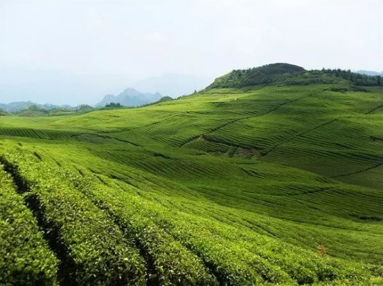 关于地标馆：七彩云南 多彩贵州 云贵CP好茶多多的信息(23)