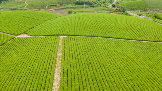 关于地标馆：七彩云南 多彩贵州 云贵CP好茶多多的信息(4)