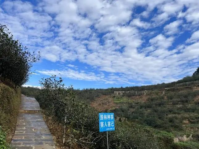 关于中国科学院昆明植物研究所研究员张颖君一行深入永德开展茶产业调研的新闻