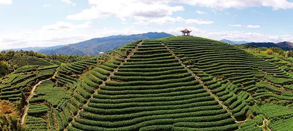 有关于一叶香茗富百姓!平阳县以“八大工程”助推黄汤产业品牌振兴的信息