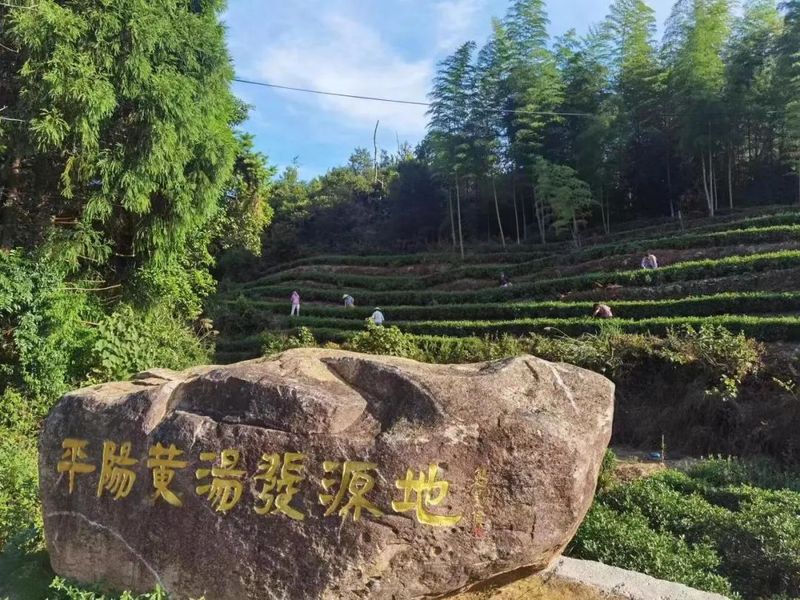 有关于一叶香茗富百姓!平阳县以“八大工程”助推黄汤产业品牌振兴的信息(5)