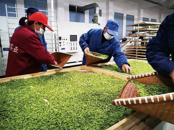 有关于一叶香茗富百姓!平阳县以“八大工程”助推黄汤产业品牌振兴的信息(1)