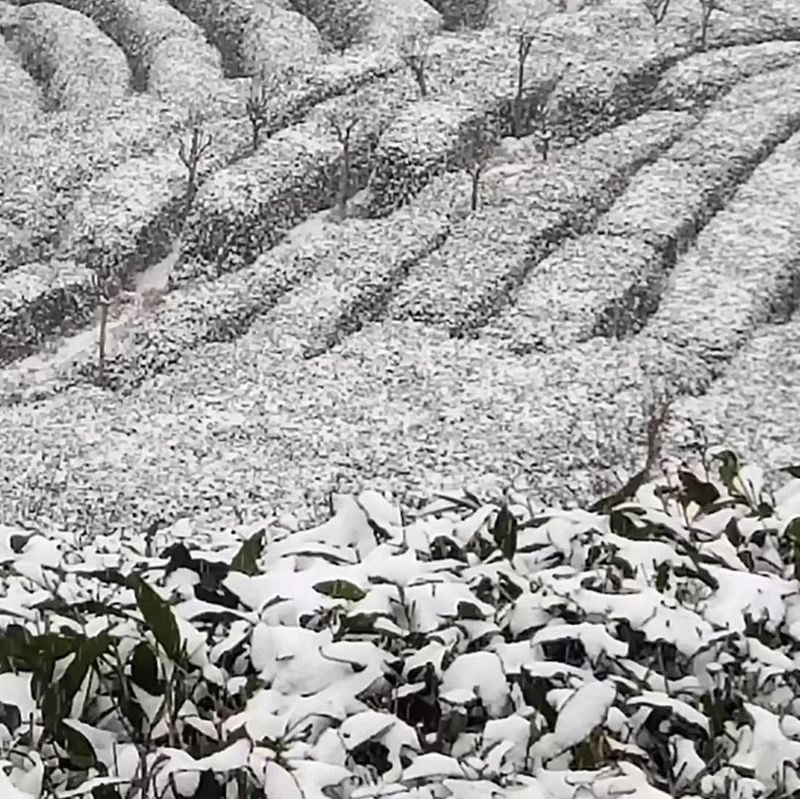 有关于雪降人间寒，茶来心间暖的新闻(7)