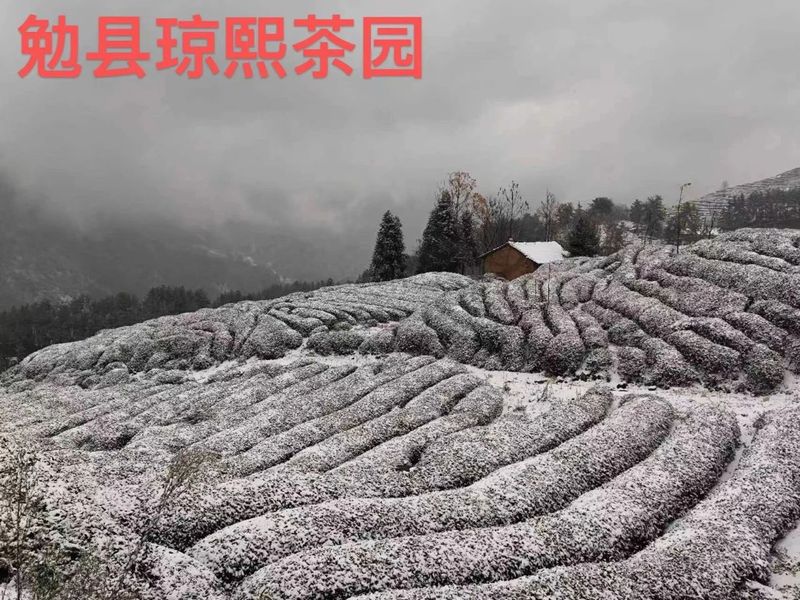有关于雪降人间寒，茶来心间暖的新闻(14)