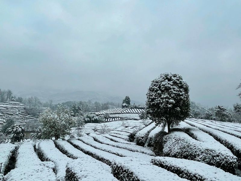 有关于雪降人间寒，茶来心间暖的新闻(2)
