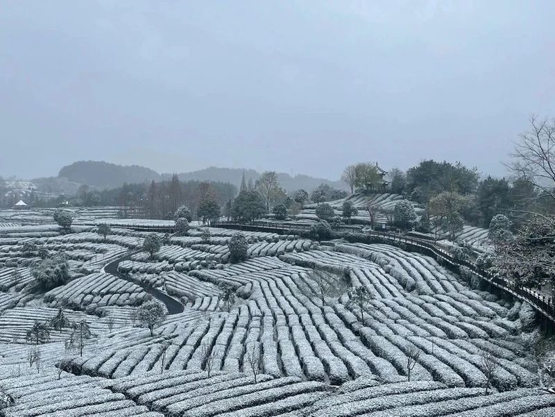 有关于雪降人间寒，茶来心间暖的新闻