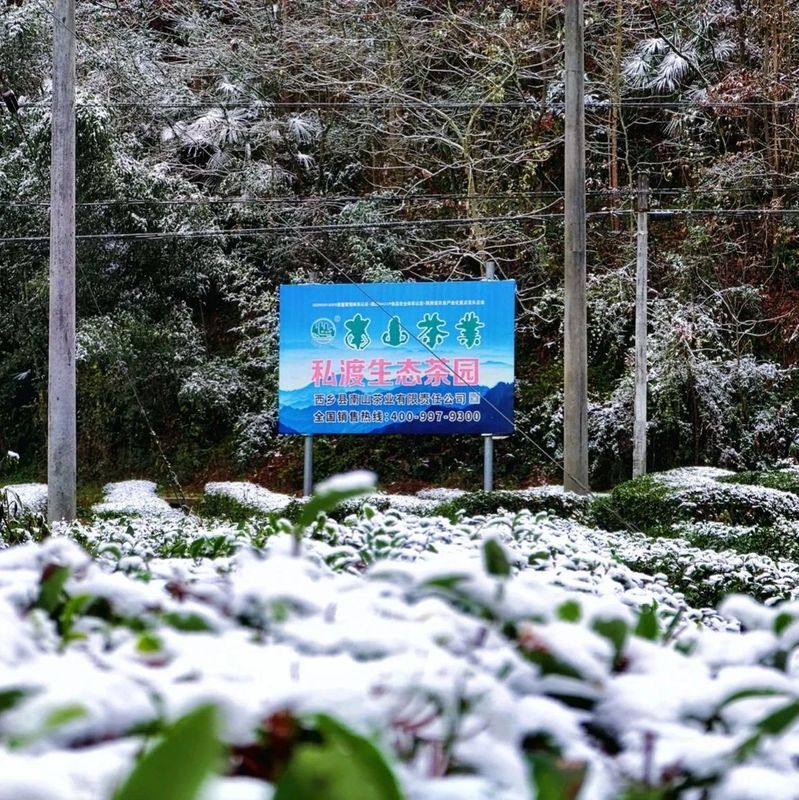 有关于雪降人间寒，茶来心间暖的新闻(12)