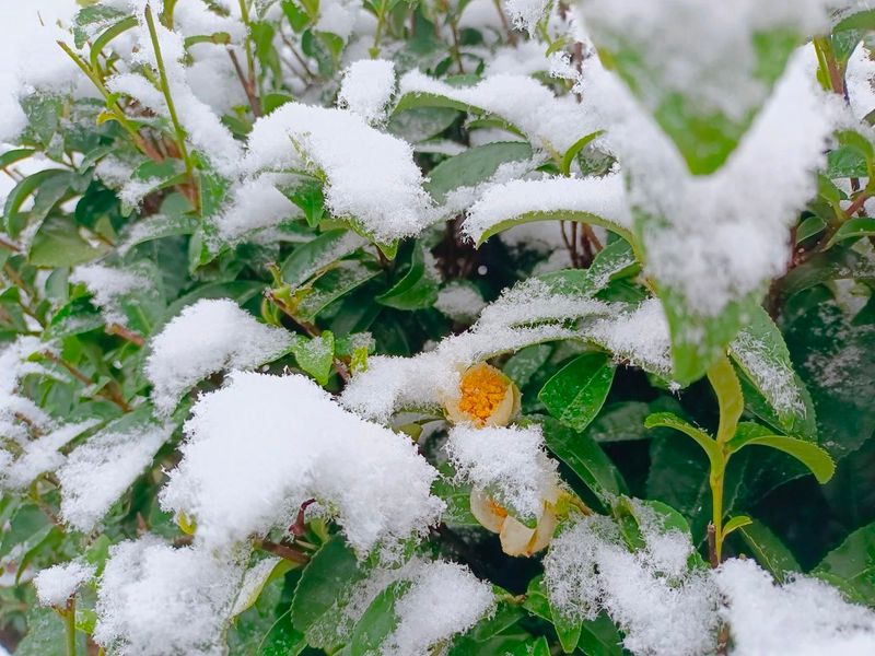 有关于雪降人间寒，茶来心间暖的新闻(10)