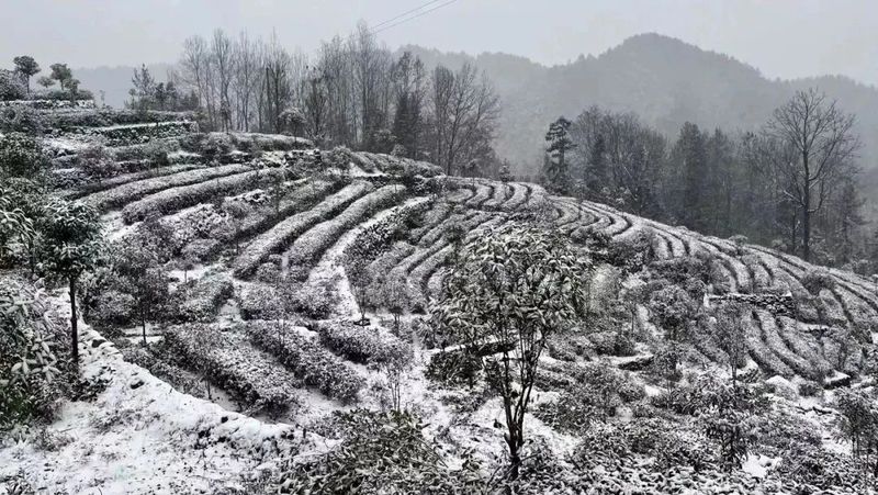有关于雪降人间寒，茶来心间暖的新闻(4)