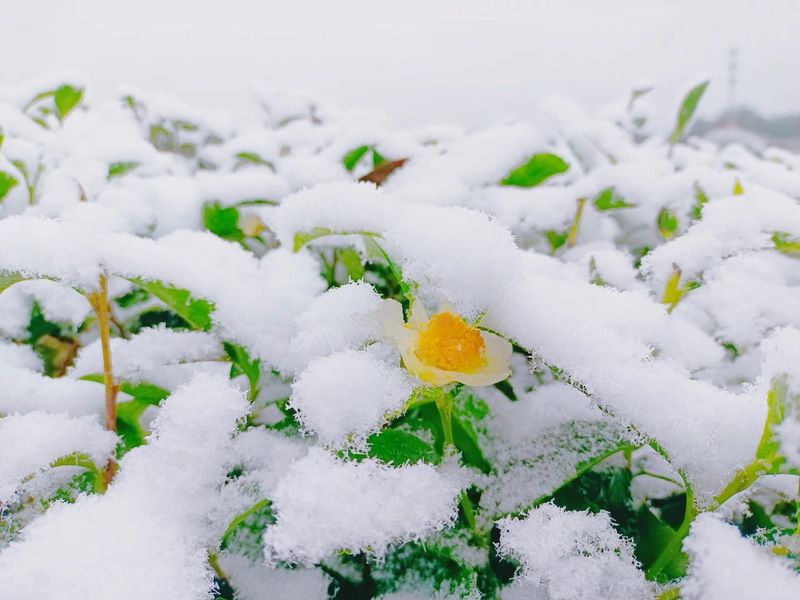 有关于雪降人间寒，茶来心间暖的新闻(11)