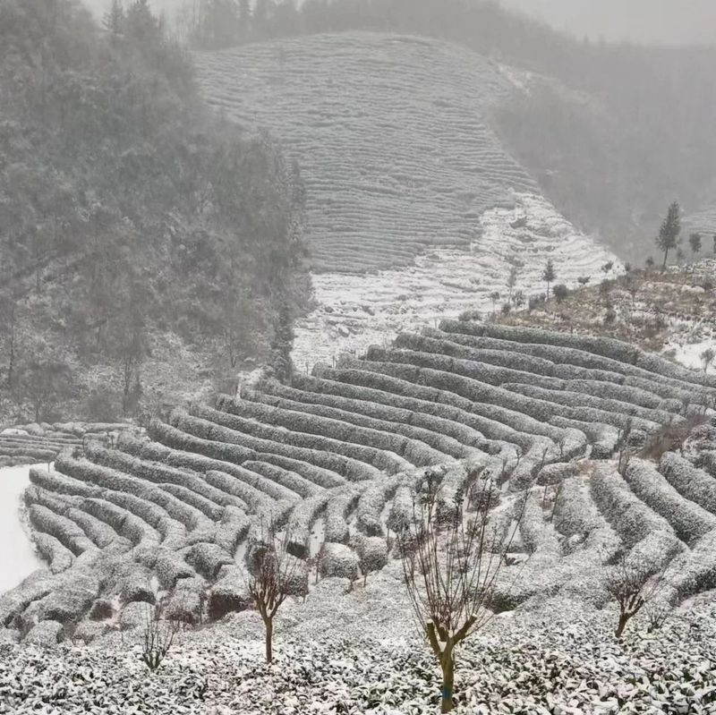 有关于雪降人间寒，茶来心间暖的新闻(6)