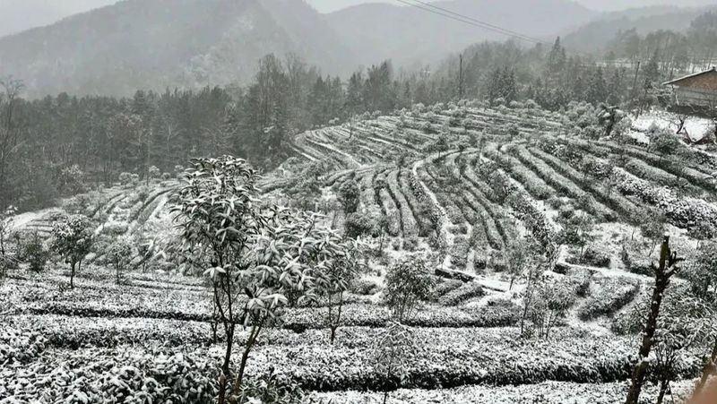 有关于雪降人间寒，茶来心间暖的新闻(5)