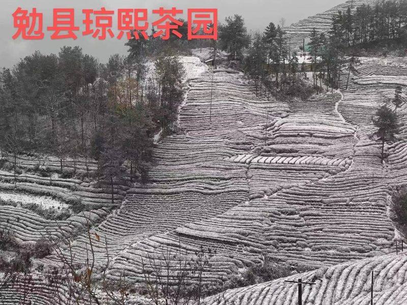 有关于雪降人间寒，茶来心间暖的新闻(15)