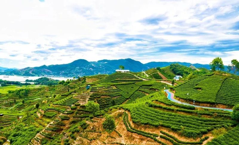 有关于申遗成功:福鼎白茶从“新”出发的新闻(1)