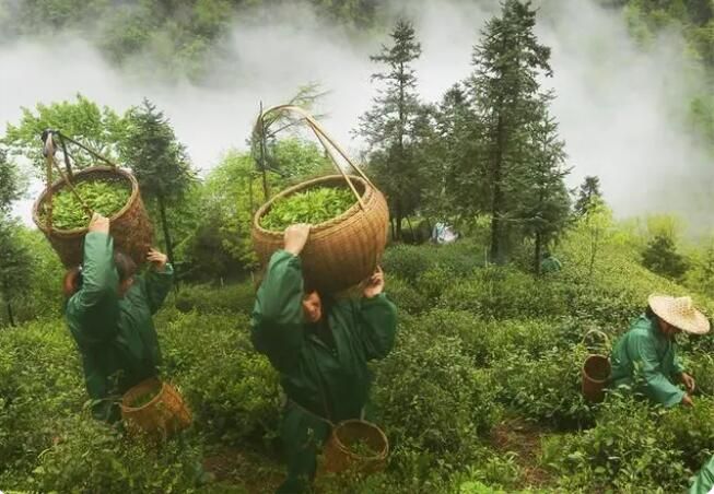 有关于安吉白茶入选联合国教科文组织人类非物质文化遗产代表作名录的信息(1)