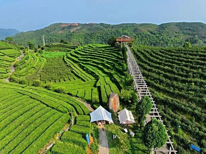 关于山水自在泰顺茶的消息